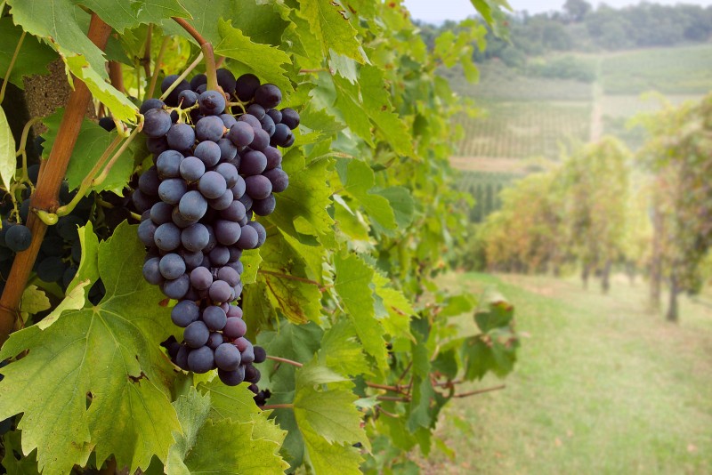 Visit Benalla Tours - North East Winery Tour